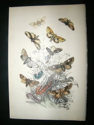 Moth Print: 1860 Plate ?, Humphreys, Hand Col