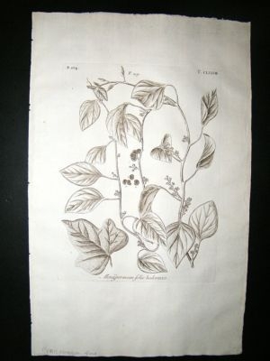 Dillenius 1774 Folio Botanical Print. Menispermum Vine 178