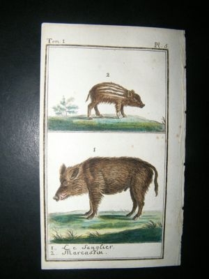 Buffon: C1780 Hog, Boar, Hand Color Print
