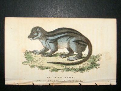 Fasciated Weasel: 1800 Hand Colored Print