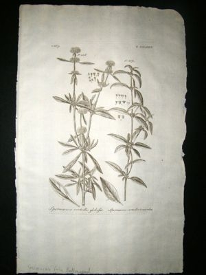 Dillenius 1774 Folio Botanical Print. Spermacoce, False Buttonweed 277