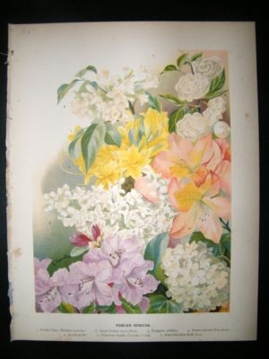 Botanical Print: 1901 Forced Shrubs, Rose, etc