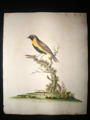 William Hayes: 1817 Black Bellied Grosbeak, Hand Col Bi