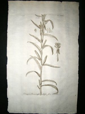 Dillenius 1774 Folio Botanical Print. Onagra Bonariensis 219