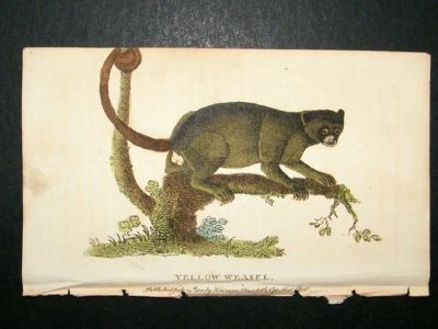 Yellow Weasel: 1800 Hand Colored Print