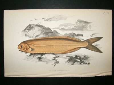 Fish Print: 1869 Cornish Centrolophus, Couch