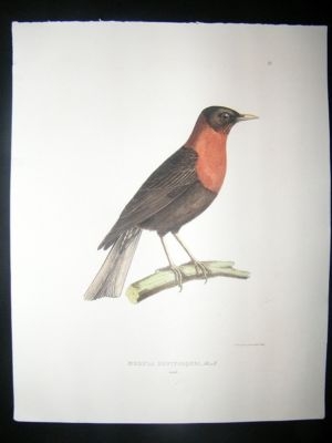 Bird Print: 1850 Rufous Collared Robin