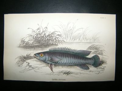 Jardine: C1840 Cychla Fasciata Fish, Hand Col