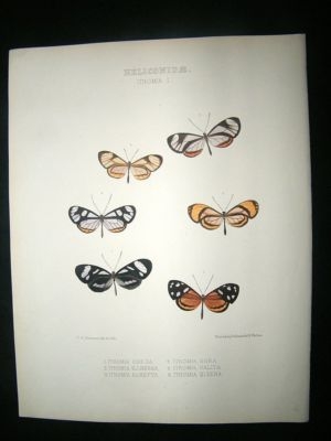 Hewitson C1860 Hand Col Butterfly Print. Ithomia Egra e