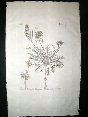 Dillenius 1774 Folio Botanical Print. Eruca Monensis 111