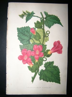 Botanical Print: 1874 Lophospermum Scandons