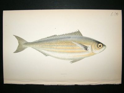 Fish Print: 1869 Bogue, Couch