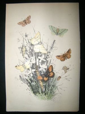 Moth Print: 1860 Plate 34, Humphreys, Hand Col