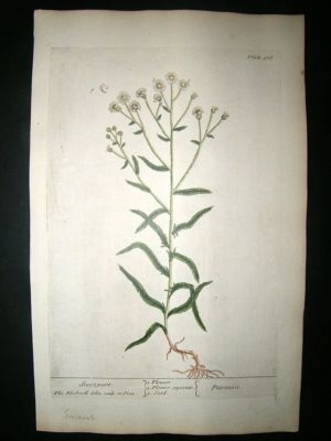 Blackwell:1737 Botanical, Sneezewort.  Hand Coloured.