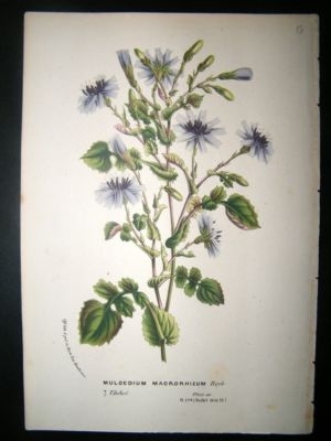 Botanical Print: C1850 Mulgedium Macrorhizum, Antique