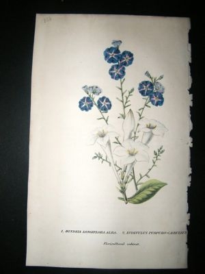 Botanical Print: 1846 Hindsia Longiflora Alba, Hand Col