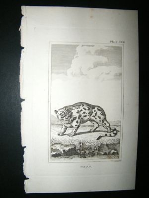 Bizaam: 1812 Copper Plate, Buffon Print