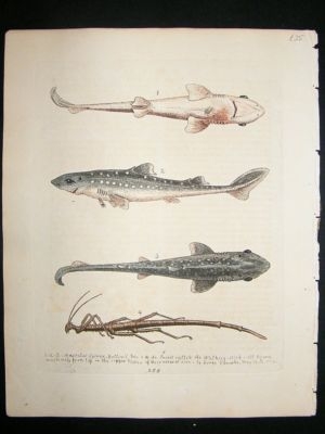 George Edwards: C1750 Fish & Insects, Hand Colour