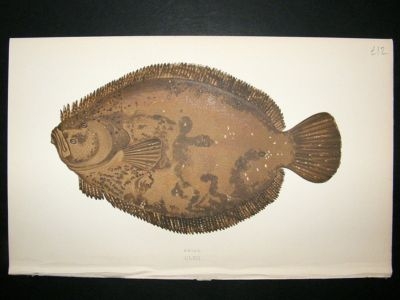 Fish Print: 1869 Brill, Couch