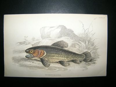 Jardine: C1840 Erythrinus Macrodon Fish, Hand Col