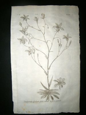 Dillenius 1774 Folio Botanical Print. Capanula Bellflow