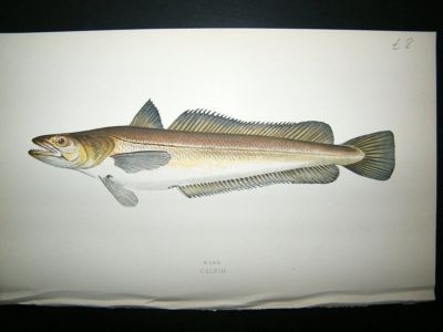 Fish Print: 1869 Hake, Couch