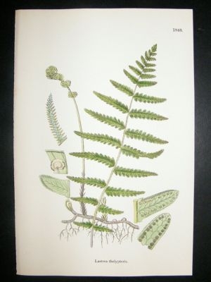 Botanical Print 1899 Lastrea Thelypteris Fern, Sowerby