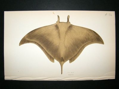 Fish Print: 1869 Ox Ray, Couch