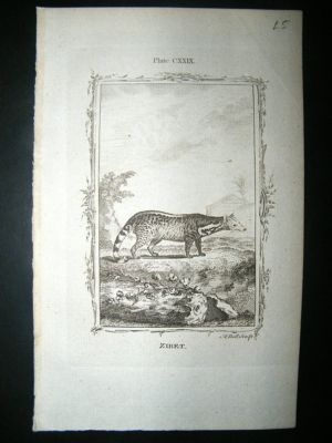 Buffon: 1785 Zibet, Antique Print