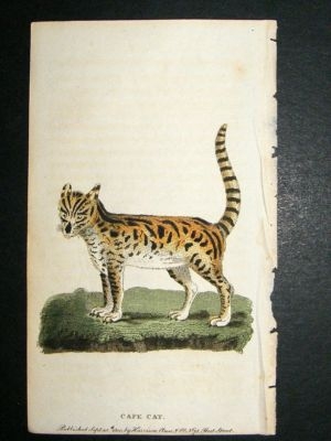 Cape Cat: 1800 Hand Colored Print