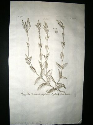 Dillenius 1774 Folio Botanical Print. Myosotis Orientalis 247
