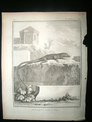 Buffon: C1770 Roquet Lizard, Antique Print