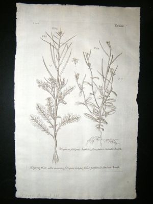 Dillenius 1774 Folio Botanical Print. Hesperis Mustard 148