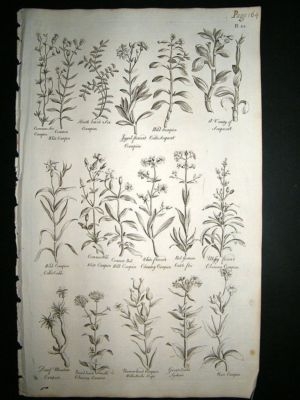 Hill: 1758 Campion, Soapwort, Folio Botanical