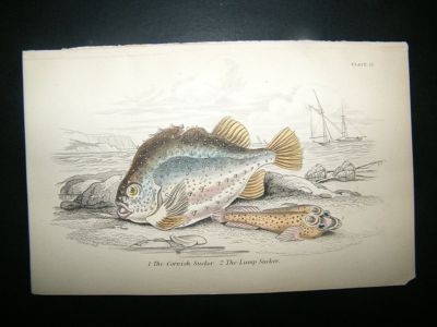Jardine C1840 Cornish & Lump Sucker Fish, Hand Col