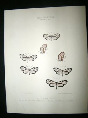 Hewitson C1860 Hand Col Butterfly Print. Ithomia Utilla