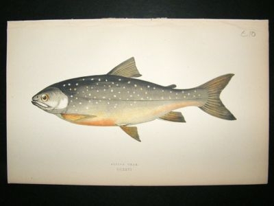 Fish Print: 1869 Alpine Char, Couch