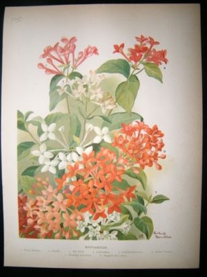 Botanical Print: 1900 Bouvardias, Wright Flower Growers