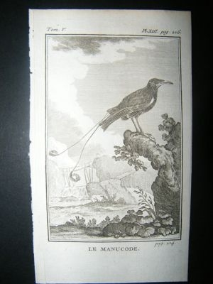 Bird Print: 1775 Manucode, Buffon Copper Plate