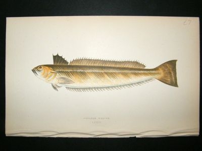 Fish Print: 1869 Greater Weever, Couch
