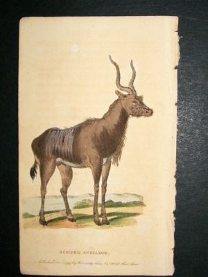 Striped Antelope: 1800 Hand Colored Print