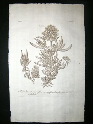 Dillenius 1774 Folio Botanical Print. Mesembryanthemum 203