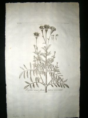 Dillenius 1774 Folio Botanical Print. Tagetes 279 Antique