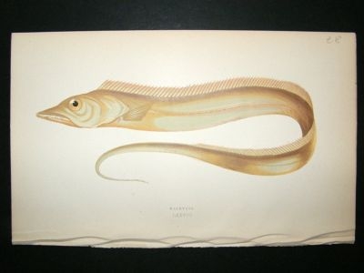 Fish Print: 1869 Hairtail, Couch