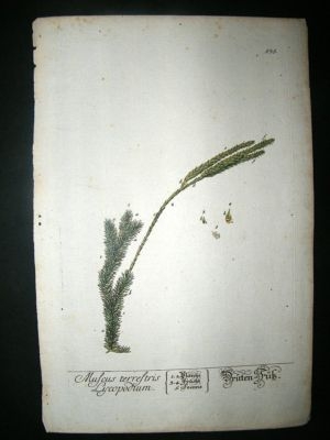 Blackwell & Ehret: 1757 Botanical. Muscus Terrestris