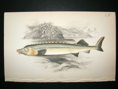 Fish Print: 1869 Huso, Couch