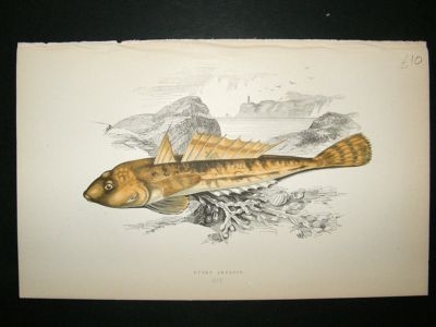 Fish Print: 1869 Dusky Skulpin, Couch
