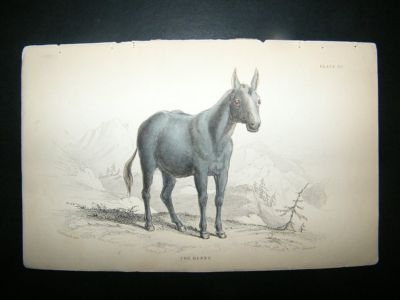 Jardine: C1840 Henny Horse, Hand Col Print