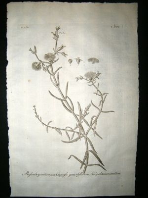 Dillenius 1774 Folio Botanical Print. Mesembryanthemum 205