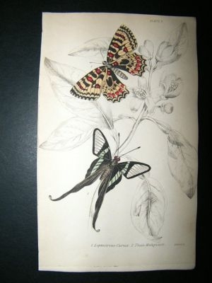 Jardine: 1837 Thais Medesicaste  etc, Butterfly Print